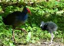 Purple swamphen and young on Fafa Island